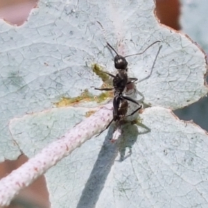 Camponotus aeneopilosus at Lyneham, ACT - 17 Feb 2021