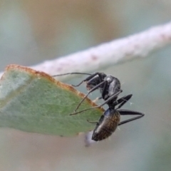 Camponotus aeneopilosus at Lyneham, ACT - 17 Feb 2021 04:00 PM