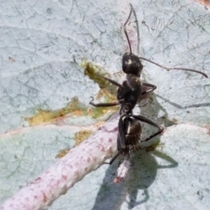 Camponotus aeneopilosus at Lyneham, ACT - 17 Feb 2021 04:00 PM