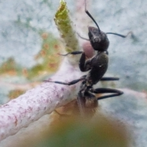 Camponotus aeneopilosus at Lyneham, ACT - 17 Feb 2021 04:00 PM