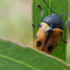 Cadmus (Cadmus) litigiosus (Leaf beetle) at Lyneham, ACT - 17 Feb 2021 by tpreston