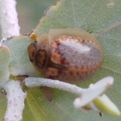 Paropsisterna m-fuscum (Eucalyptus Leaf Beetle) at Lyneham, ACT - 17 Feb 2021 by trevorpreston