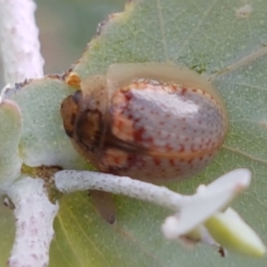 Paropsisterna m-fuscum at Lyneham, ACT - 17 Feb 2021 03:57 PM