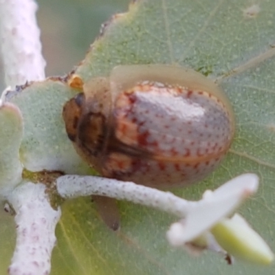 Paropsisterna m-fuscum (Eucalyptus Leaf Beetle) at Lyneham, ACT - 17 Feb 2021 by trevorpreston