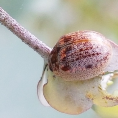 Paropsisterna m-fuscum (Eucalyptus Leaf Beetle) at Mitchell, ACT - 17 Feb 2021 by tpreston