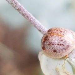 Paropsisterna m-fuscum at Mitchell, ACT - 17 Feb 2021