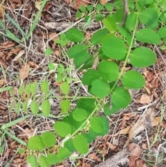 Robinia pseudoacacia (Black Locust) at Mitchell, ACT - 17 Feb 2021 by tpreston