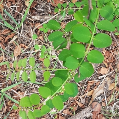 Robinia pseudoacacia (Black Locust) at Mitchell, ACT - 17 Feb 2021 by tpreston