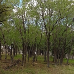 Robinia pseudoacacia at Mitchell, ACT - 17 Feb 2021