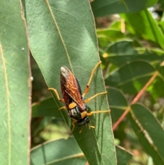 Perga sp. (genus) (Sawfly or Spitfire) at Murrumbateman, NSW - 17 Feb 2021 by SimoneC