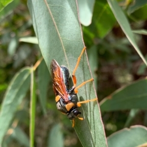 Perga sp. (genus) at Murrumbateman, NSW - 17 Feb 2021