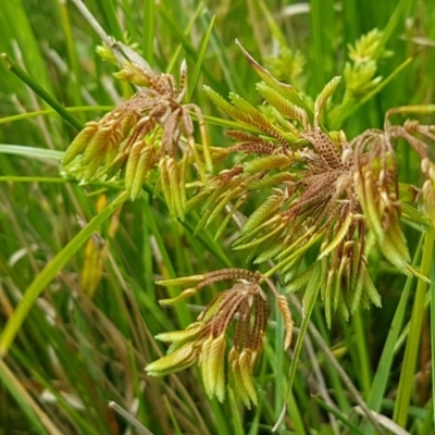 Cyperus eragrostis (Umbrella Sedge) at Mitchell, ACT - 17 Feb 2021 by trevorpreston