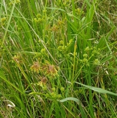 Cyperus eragrostis at Mitchell, ACT - 17 Feb 2021