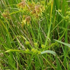 Cyperus eragrostis at Mitchell, ACT - 17 Feb 2021