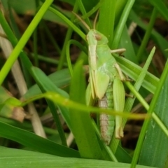 Caledia captiva (grasshopper) at Mitchell, ACT - 17 Feb 2021 by tpreston