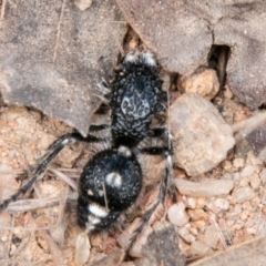 Bothriomutilla rugicollis (Mutillid wasp or velvet ant) at Cooleman Ridge - 17 Feb 2021 by SWishart