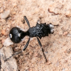 Bothriomutilla rugicollis at Cooleman Ridge - 17 Feb 2021 02:29 PM