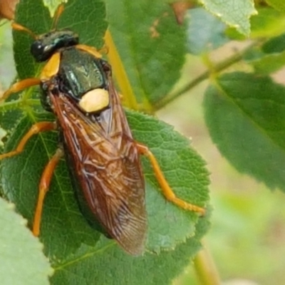 Perga dorsalis (Steel-blue sawfly, spitfire) at Crace Grasslands - 17 Feb 2021 by tpreston