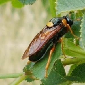 Perga dorsalis at Mitchell, ACT - 17 Feb 2021 03:49 PM