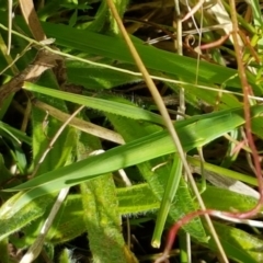 Acrida conica (Giant green slantface) at Lyneham, ACT - 17 Feb 2021 by tpreston