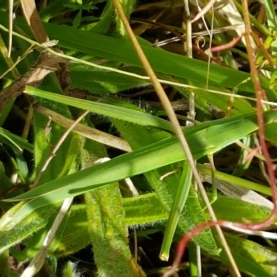 Acrida conica (Giant green slantface) at Lyneham, ACT - 17 Feb 2021 by trevorpreston