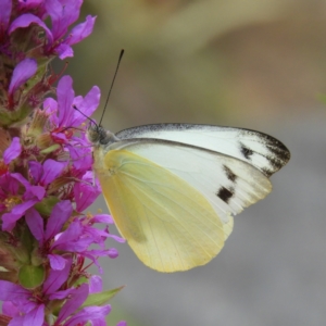 Appias paulina at Acton, ACT - 10 Feb 2021 01:47 PM