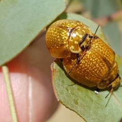 Paropsisterna cloelia (Eucalyptus variegated beetle) at Crace Grasslands - 17 Feb 2021 by tpreston