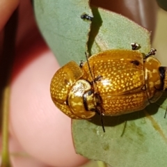 Paropsisterna cloelia at Lyneham, ACT - 17 Feb 2021 03:44 PM