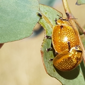 Paropsisterna cloelia at Lyneham, ACT - 17 Feb 2021