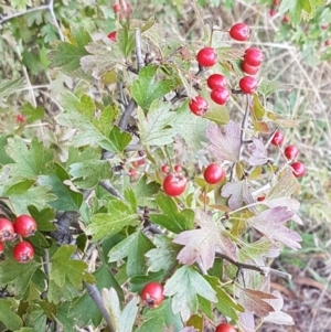 Crataegus monogyna at Mitchell, ACT - 17 Feb 2021