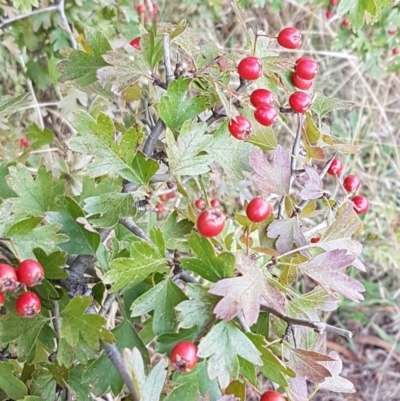 Crataegus monogyna (Hawthorn) at Mitchell, ACT - 17 Feb 2021 by tpreston