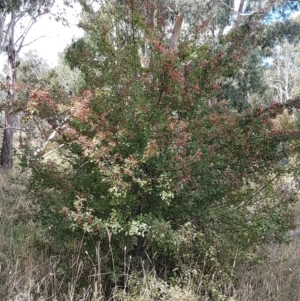 Crataegus monogyna at Mitchell, ACT - 17 Feb 2021