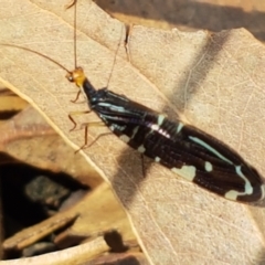 Porismus strigatus at Lyneham, ACT - 17 Feb 2021