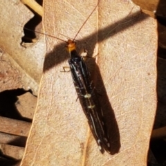 Porismus strigatus at Lyneham, ACT - 17 Feb 2021