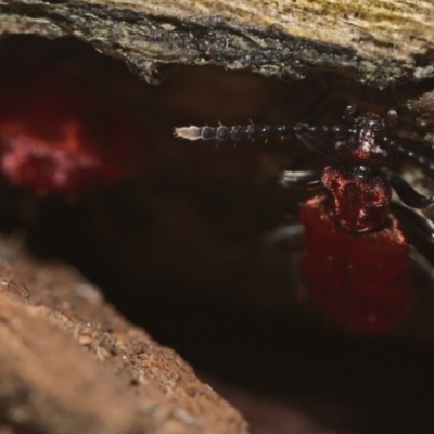 Lemodes coccinea (Scarlet ant beetle) at Paddys River, ACT - 7 Feb 2021 by TimotheeBonnet