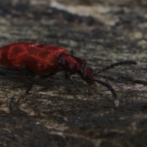 Lemodes coccinea at Paddys River, ACT - 7 Feb 2021