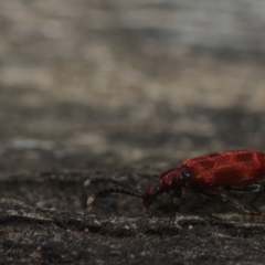 Lemodes coccinea at Paddys River, ACT - 7 Feb 2021