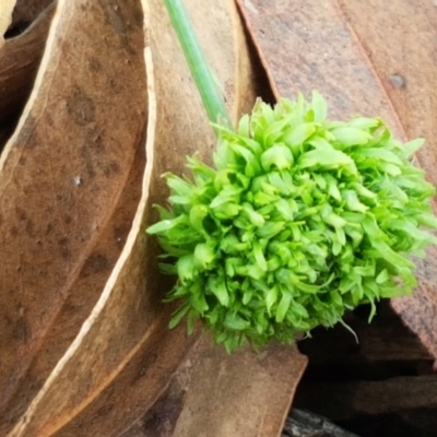 Hypochaeris radicata (Cat's Ear, Flatweed) at Mitchell, ACT - 17 Feb 2021 by tpreston