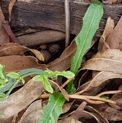 Hypochaeris radicata at Mitchell, ACT - 17 Feb 2021