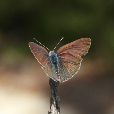 Erina hyacinthina (Varied Dusky-blue) at Black Mountain - 10 Feb 2021 by MatthewFrawley