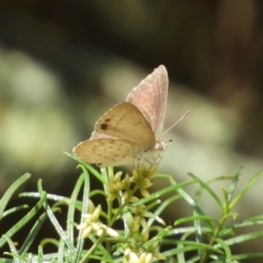 Erina hyacinthina at Downer, ACT - 10 Feb 2021 02:21 PM