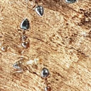 Crematogaster sp. (genus) at Mitchell, ACT - 17 Feb 2021