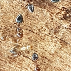 Crematogaster sp. (genus) (Acrobat ant, Cocktail ant) at Crace Grasslands - 17 Feb 2021 by tpreston