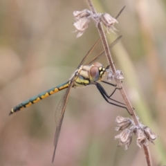 Hemicordulia tau (Tau Emerald) at Cooleman Ridge - 17 Feb 2021 by SWishart