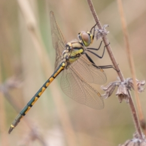 Hemicordulia tau at Chapman, ACT - 17 Feb 2021