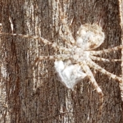 Tamopsis sp. (genus) (Two-tailed spider) at Crace Grasslands - 17 Feb 2021 by tpreston