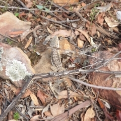 Pogona barbata (Eastern Bearded Dragon) at Black Mountain - 8 Feb 2021 by LD12