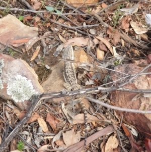 Pogona barbata at Downer, ACT - suppressed