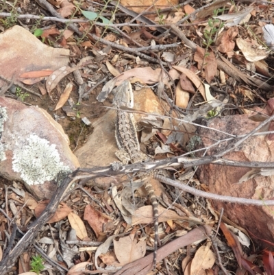 Pogona barbata (Eastern Bearded Dragon) at Black Mountain - 8 Feb 2021 by LD12