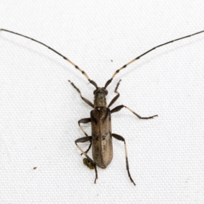 Didymocantha obliqua (Longhorn beetle) at Higgins, ACT - 17 Feb 2021 by AlisonMilton
